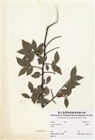 藏品(紅雞油)的圖片